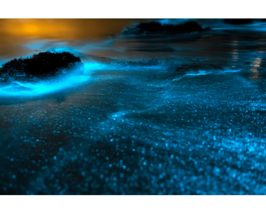 Experiencing the magical glow of bioluminescent plankton is one of the best things to do in Puerto Escondido.