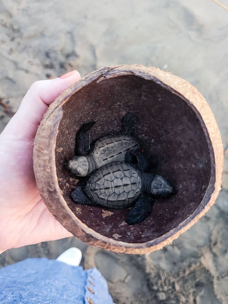 Releasing turtles is one of the most magical things to do in Puerto Escondido.