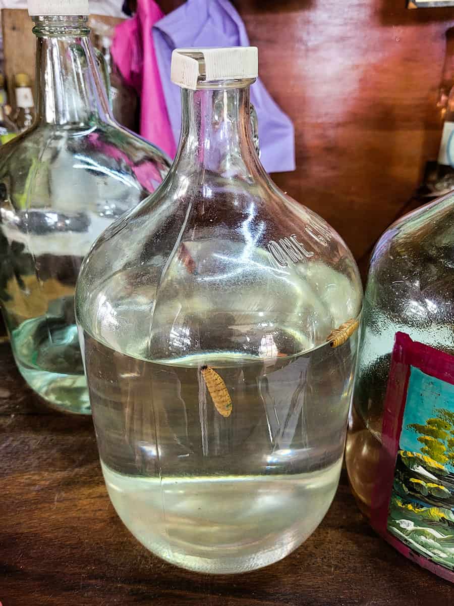 Worms floating in a jug of gusano mezcal in Mexico.